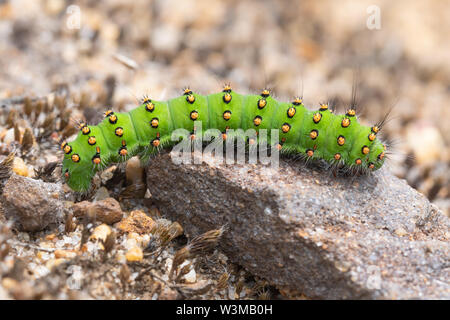 Bright green emperor moth caterpillar (Saturnia pavonia larva), UK Stock Photo