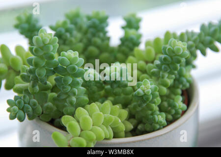 Close up of a sedum morganianum, the donkey tail or burro’s tail