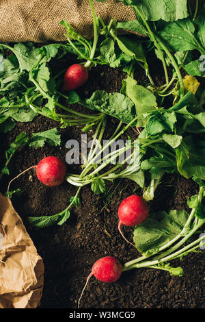 Red garden radishes on ground after harvest, organic homegrown produce ready to be packed and sent to farmer's market, top view Stock Photo