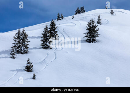 Ski tracks by pine trees on mountain in Sun Valley, Idaho, USA Stock Photo