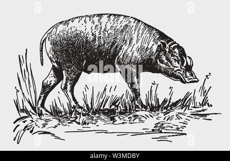 Threatened buru babirusa (babyrousa babyrussa) standing in a grassy landscape. Illustration after a historic engraving from the early 20th century Stock Vector