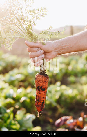 Hand of man holding carrot in vegetable garden Stock Photo