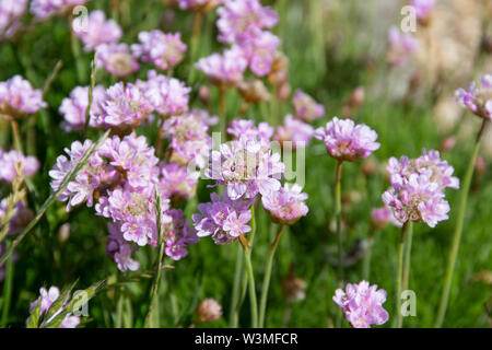 Armeria maritima, commonly known as thrift, Sea thrift, or sea pink Stock Photo