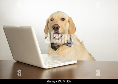 Dog wearing bowtie working on a laptop computer Stock Photo