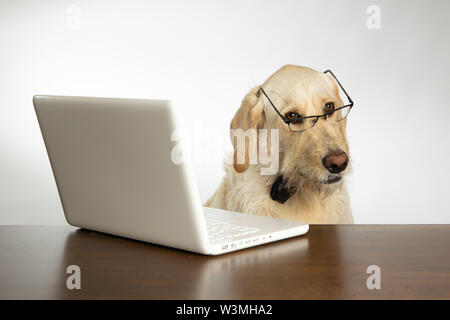 Dog wearing glasses behind laptop computer Stock Photo