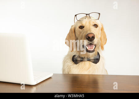 Yellow lab dog wearing glasses and bowtie behind a laptop computer Stock Photo