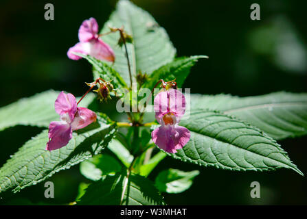 The invasive Himalayan Balsam plant Stock Photo