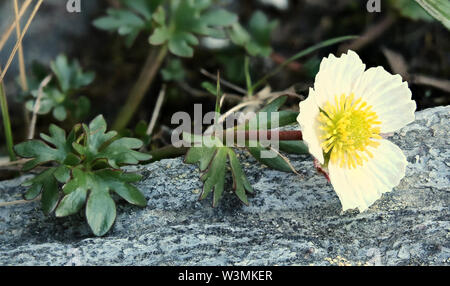 Flowering Ranunculus glacialis, the glacier buttercup on stone. Stock Photo