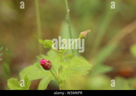 Rubus arcticus, the Arctic bramble, with bud. Stock Photo