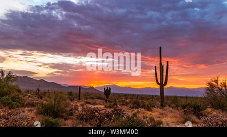 Brilliant  Desert Sunrise In Arizona With Cactus Stock Photo