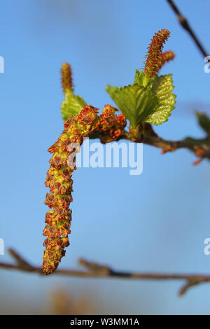 Male and female blossoms of Betula pubescens, the downy birch. Stock Photo