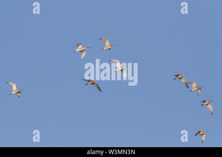 Numenius arquata in the air. A small flock of curlews flying over the coast with blue sky above them with the sunshine lighting up the curlews. Stock Photo