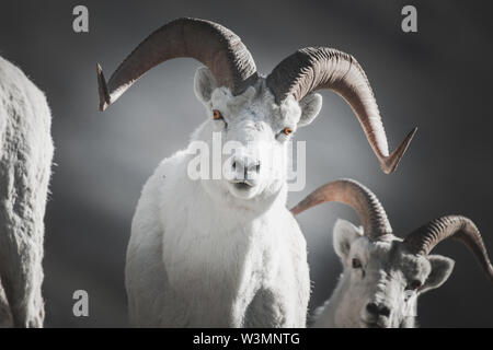 A male Dall Sheep in the Mountains of the Yukon Territory, Canada (Ovis dalli dalli). Yukon Territory, Canada Stock Photo