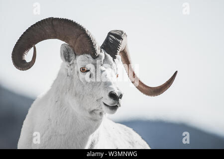 A male Dall Sheep in the Mountains of the Yukon Territory, Canada (Ovis dalli dalli). Yukon Territory, Canada Stock Photo