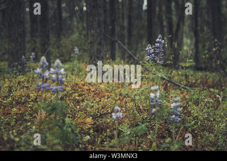 An Arctic Lupine (Lupinus arcticus) flowers in the forest after a rainfall. Yukon Territory, Canada Stock Photo