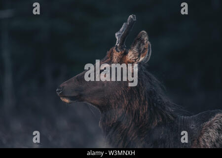 A young elk bull (Cervus canadensis) walks into the morning light. Yukon Territory, Canada Stock Photo