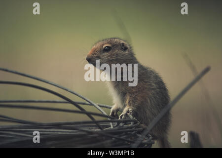 An Arctic Ground Squirrel Baby (Uroticellus parryii) climbs over a roll of wire. Yukon Territory, Canada Stock Photo
