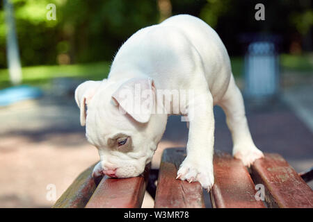 Purebred Canine American Bully Pet Dog Sitting On Grass Stock Photo -  Download Image Now - iStock