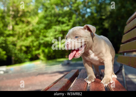 Purebred Canine American Bully Pet Dog Sitting On Grass Stock Photo -  Download Image Now - iStock