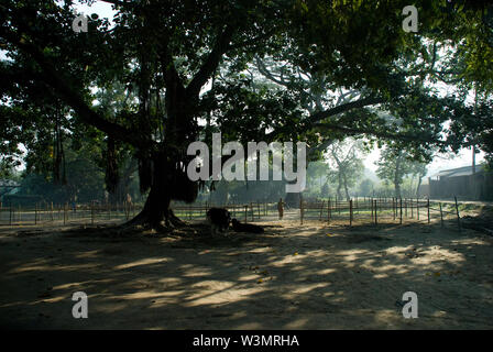 A landscape of Singair, in Savar in Dhaka, Bangladesh. October 23, 2009. Stock Photo