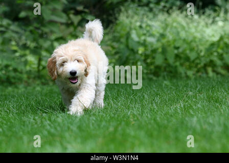 A young mini Golden Doodle puppy walking on a grass lawn in summer Stock Photo