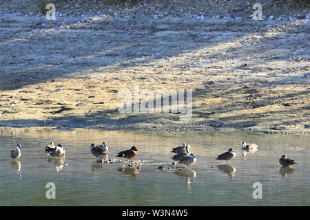 A Group of Grey Teal, Anas gracilis with Chestnut Teal Stock Photo
