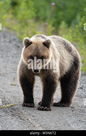Full-length portrait of terrible hungry Kamchatka brown bear (Ursus arctos piscator) standing, heavily breathing, sniffing and looking at camera. Kamc Stock Photo
