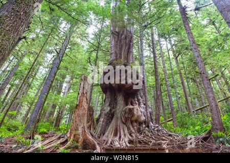 Skyward Perspective of Big Massive Canada Gnarliest Tree. Giant Western Red Cedar Forest, Port Renfrew, Pacific Northwest Vancouver Island BC Canada Stock Photo