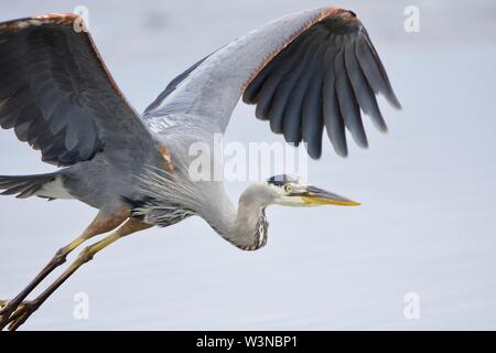 Great blue heron in flight, its legs streaming out behind, Witty's Lagoon, Vancouver Island, British Columbia. Stock Photo
