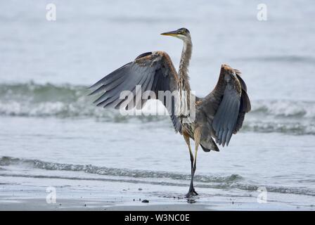 Juvenile great blue heron looks like a dancer as it stands with wings spread, Witty's Lagoon, Vancouver Island, British Columbia. Stock Photo