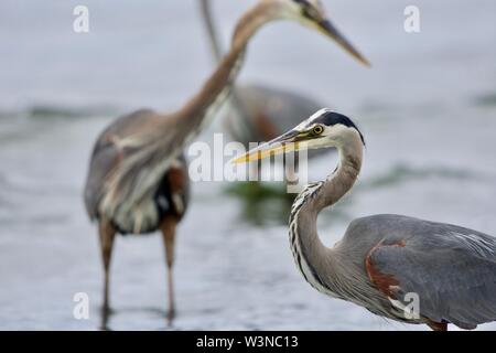 Close up of heron with two other great blue herons fish behind it, Witty's Lagoon, Vancouver Island, British Columbia. Stock Photo