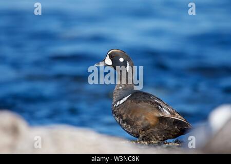 Female harlequin duck cranes her neck as she stands on shore in a group of seagulls, southern Vancouver Island, British Columbia Stock Photo