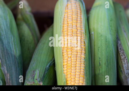 Closeup view of corn cobs partially peeled on display for sale. Product of agriculture. Natural food Stock Photo