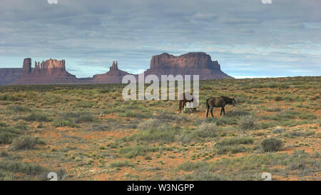 wide shot of two horses grazing in monument valley Stock Photo