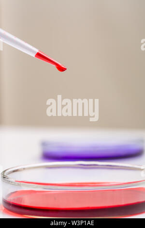 Laboratory droper of  red liquid over Petri dishes Stock Photo