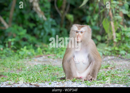 monkey lives in a natural forest of Thailand Stock Photo