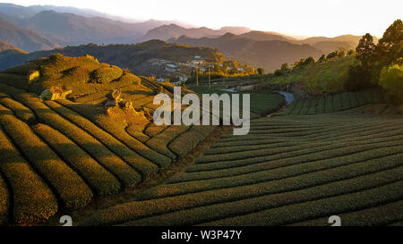 Oolong Tea Plantation, Alishan, Taiwan Stock Photo