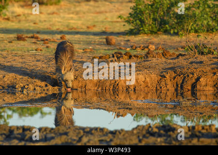 Brown Hyena - Hyaena brunnea, rare shy carnivore from African bushes, Etosha National park, Namibia. Stock Photo