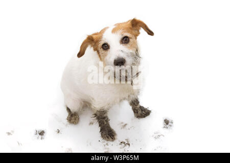 ISOLATED DIRTY AND GUILTY  JACK RUSSELL DOG, AFTER PLAY IN A MUD PUDDLE WITH PAW PRINTS  AGAINST  WHITE BACKGROUND. FROM ABOVE. Stock Photo