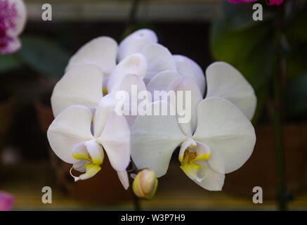 White orchid in the garden Stock Photo