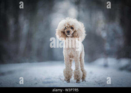 Apricot medium poodle in winter Stock Photo