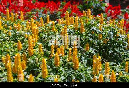 Pachystachys lutea yellow flowers on trees blooming in garden Stock Photo