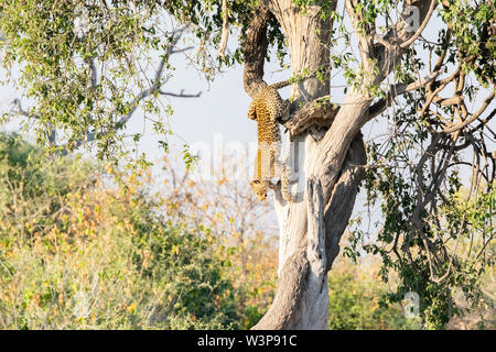Leopard leaping out of tree to pounce on prey seen in Botswana on safari Stock Photo