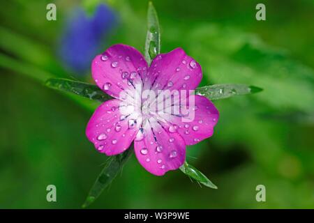 Common corncockle (Agrostemma githago), with raindrops, Schleswig-Holstein, Germany Stock Photo