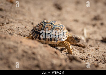 Baby leopard tortoise walks down sandy slope Stock Photo