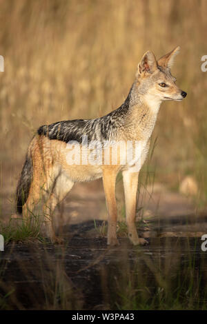 Black-backed jackal stands in sunshine lifting head Stock Photo