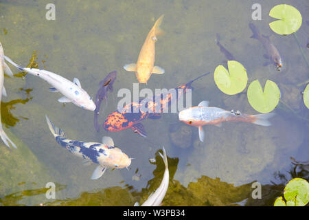 Koi pond with carp fishes and waterlilies leaves in a summer day Stock Photo
