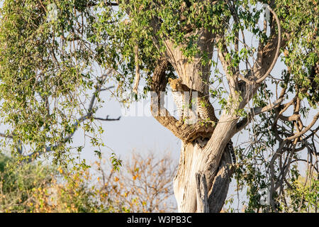 Leopard standing in tree looking out seen in Chobe, Botswana Stock Photo