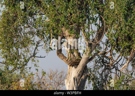Leopard standing in tree looking out for prey Chobe river, Botswana Stock Photo