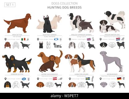 Hunting dogs collection isolated on white. Flat style. Different color and country of origin. Vector illustration Stock Vector